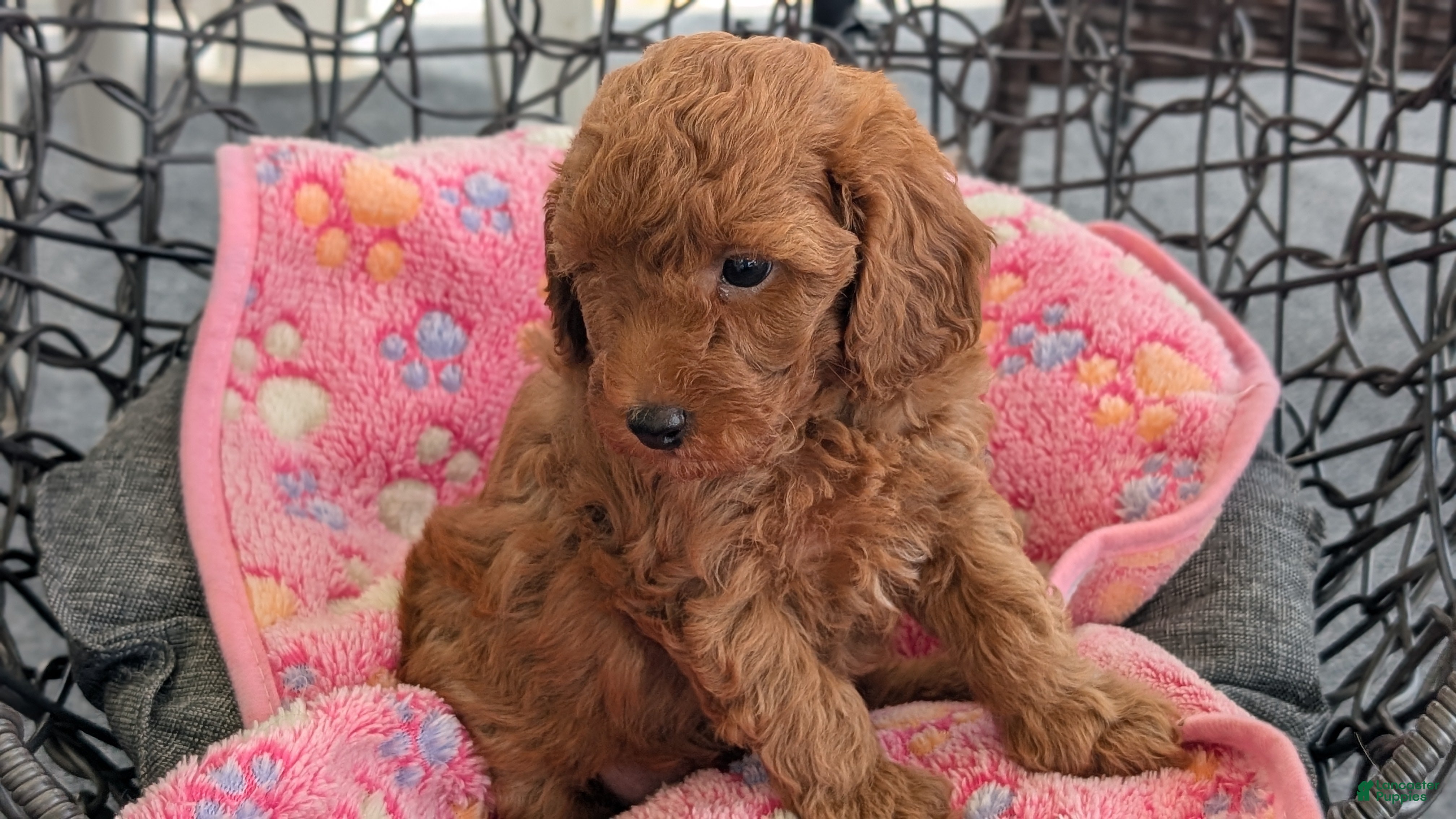 Toy Poodle dogs Vince - Ad 2