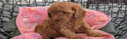 Toy Poodle dogs for sale: Vince - Ad 2