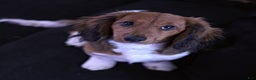 Miniature Dachshund dogs for sale: Bagel - Ad 7