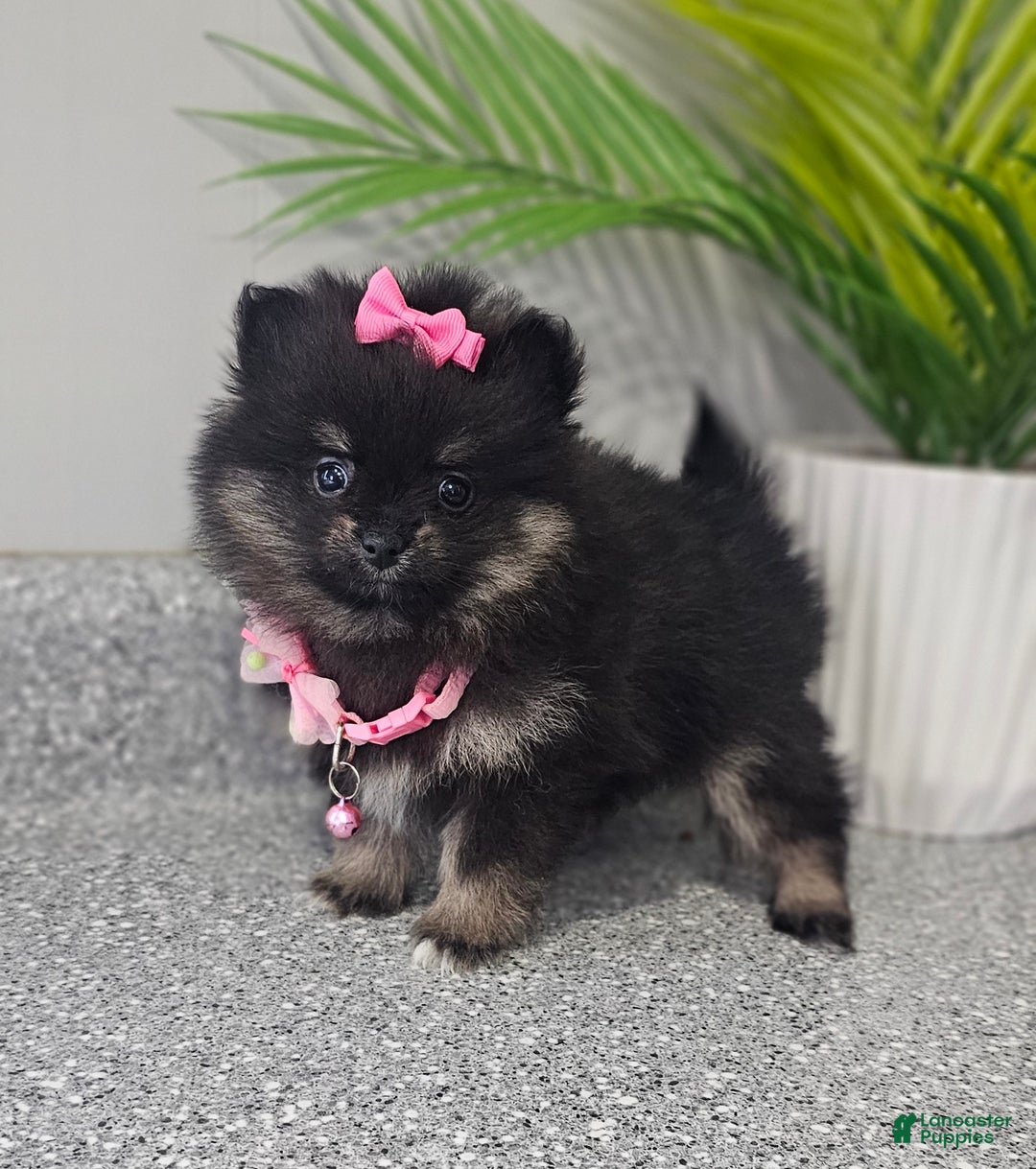 Pomeranian dogs for sale: Jazzy  - Ad 8