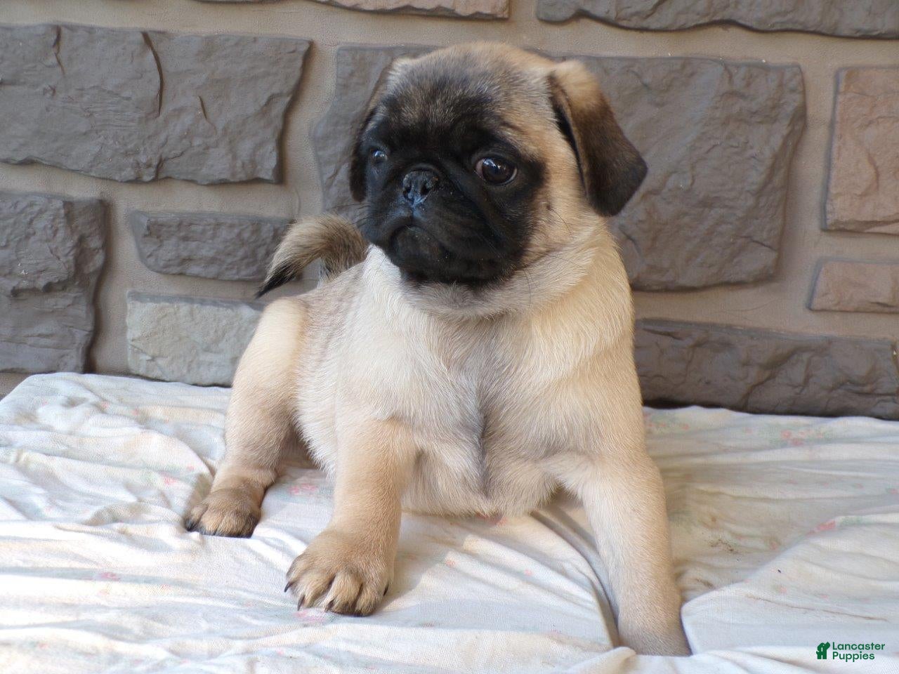 Pug dogs Pumpkin - Ad 1