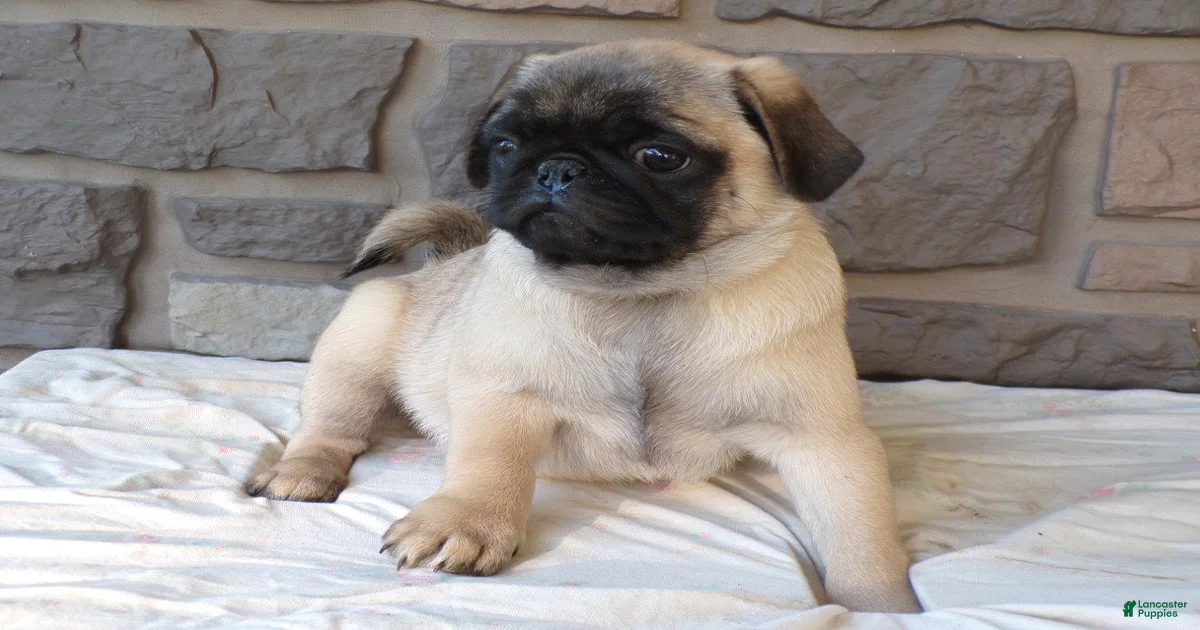 Pumpkin Pug for sale in Williamsburg | Lancaster Puppies