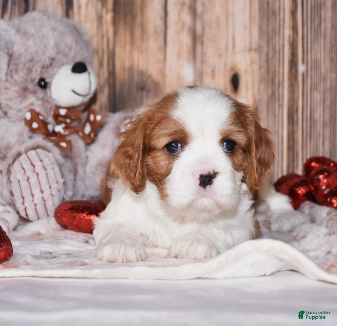 Cavalier King Charles Spaniel dogs for sale: Alfi - Ad 1