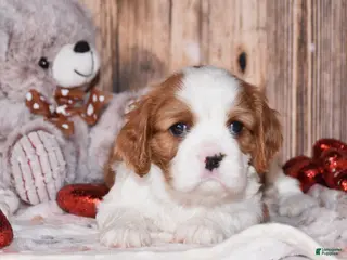 Cavalier King Charles Spaniel dogs Alfi - Ad 8