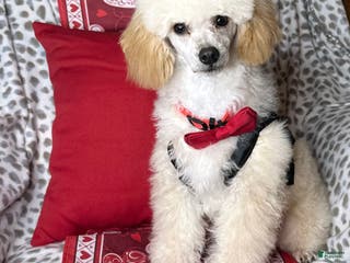 Toy Poodle dogs Yodel - Ad 38