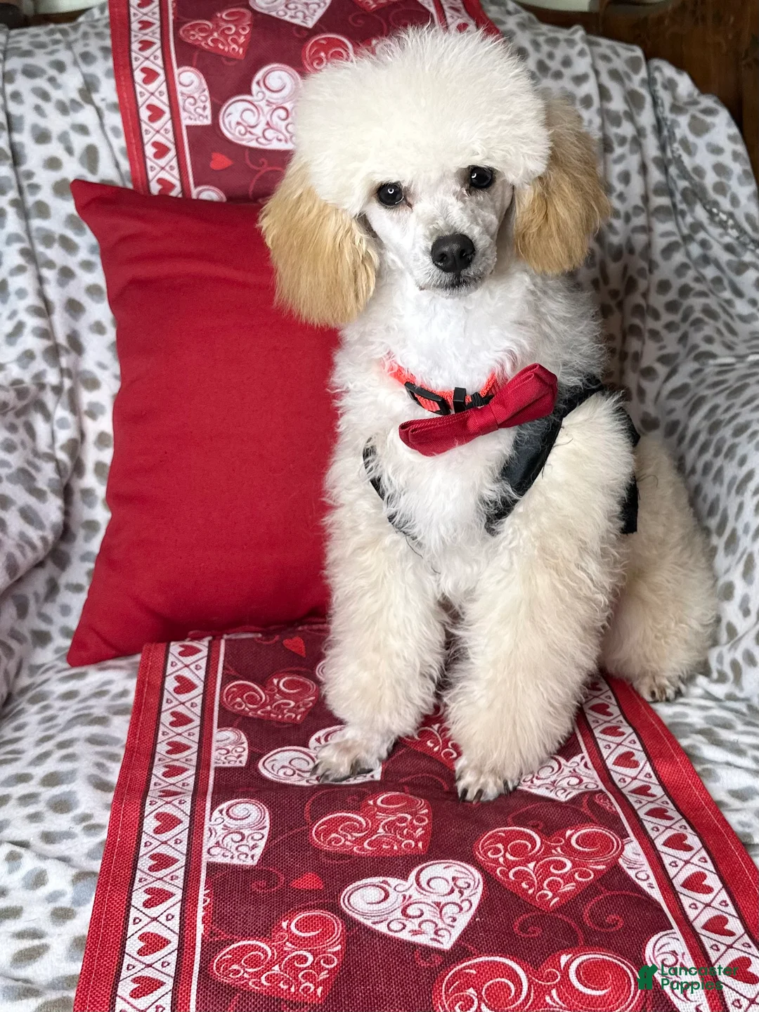 Toy Poodle dogs for sale: Yodel  - Ad 1