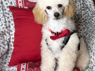 Toy Poodle dogs Yodel - Ad 41