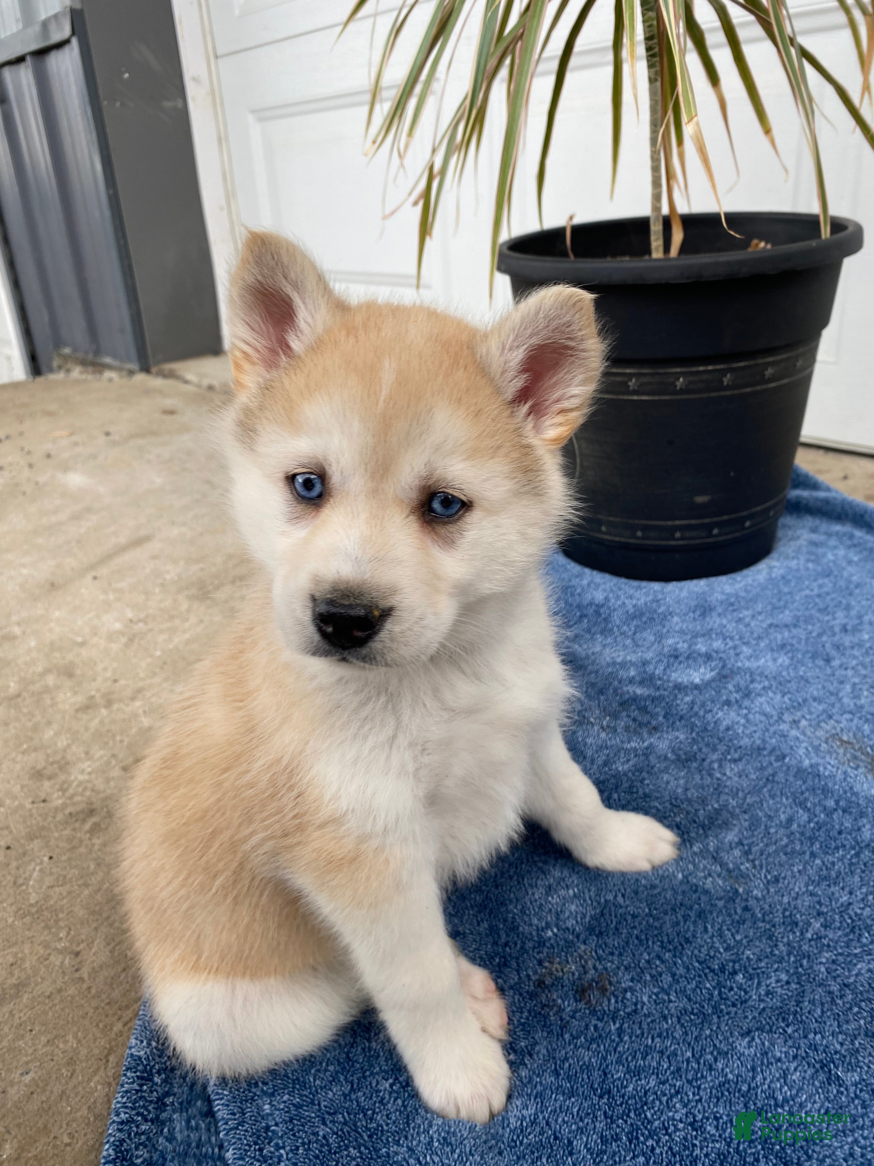 Siberian Husky dogs Jacob - Ad 26