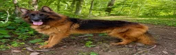 German Shepherd dogs for sale: Odelia - Ad 4