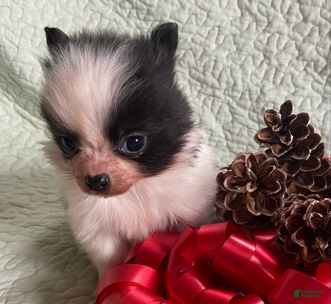 Pomchi dogs for sale: Toby  - Ad 6