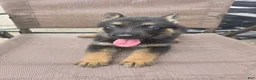German Shepherd dogs for sale: Mercy - Ad 3