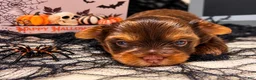 Yorkshire Terrier dogs for sale: Bruno - Ad 12