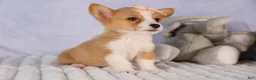 Welsh Corgi Pembroke dogs for sale: Carrie  - Ad 14