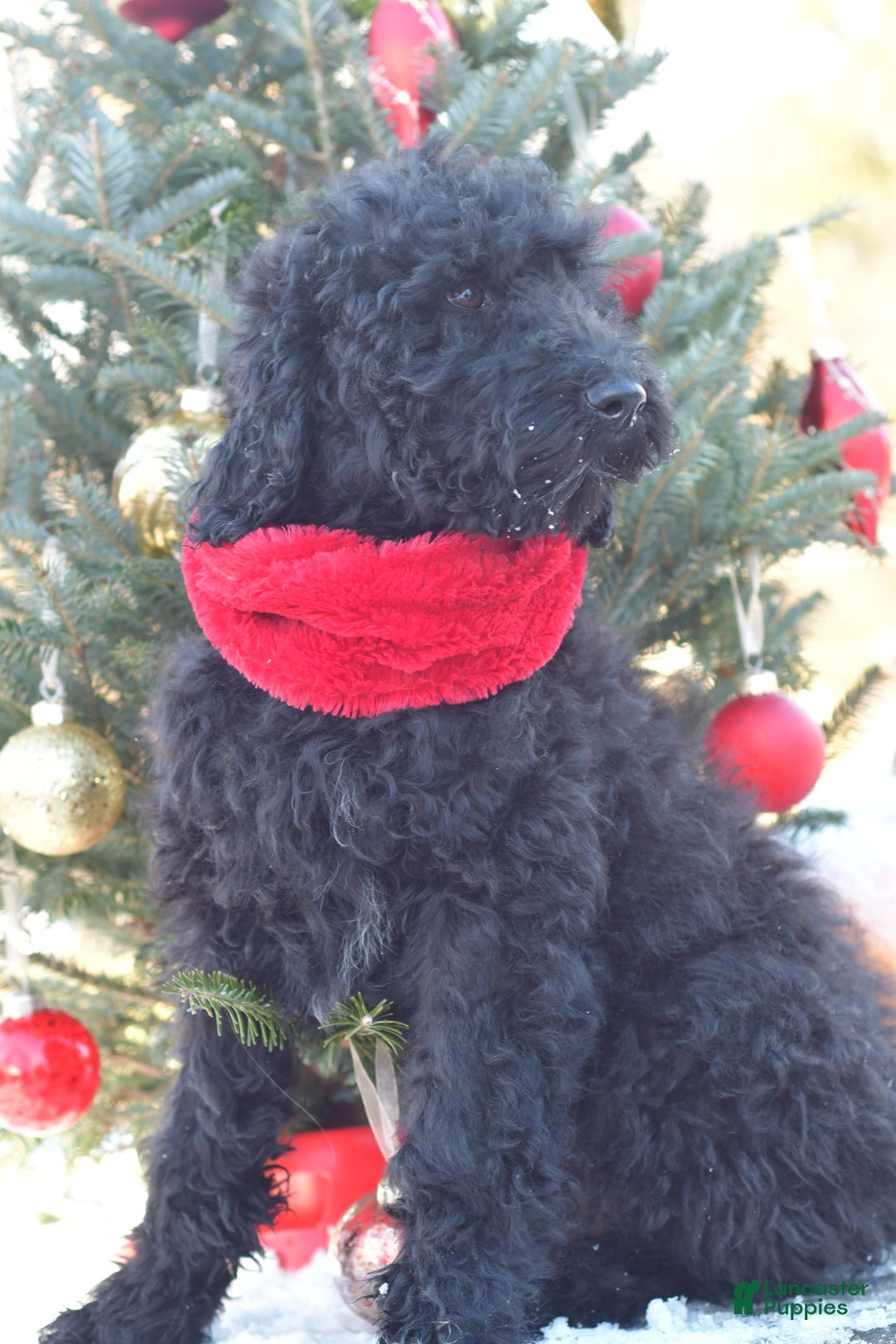 Standard Poodle dogs for sale: Cole - Ad 11