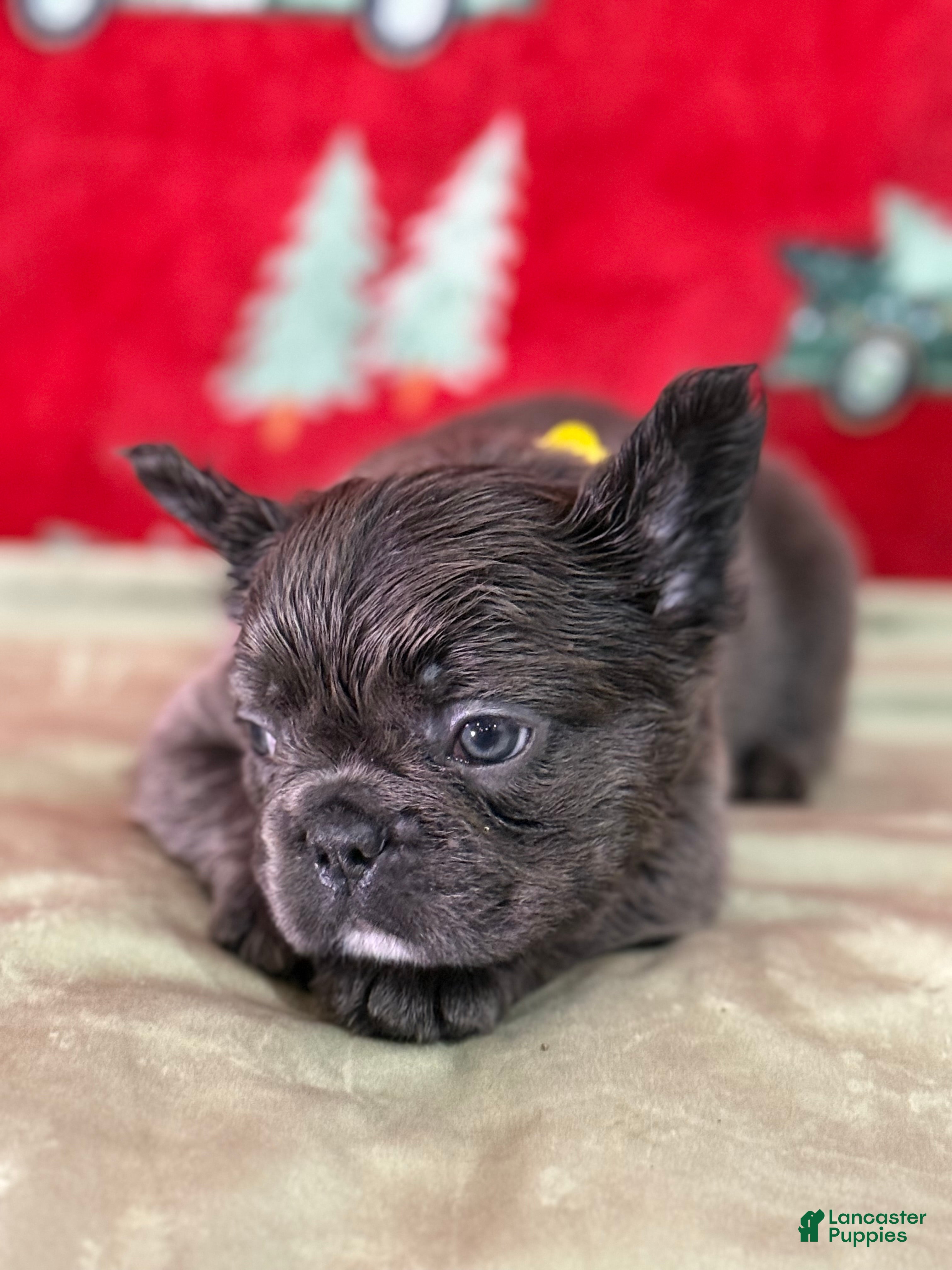 French Bulldog dogs 💛 Biscuit - Ad 4