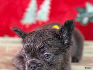 French Bulldog dogs 💛 Biscuit - Ad 38