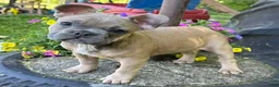 French Bulldog dogs for sale: Fancy - Ad 1