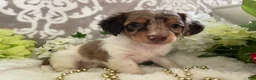 Miniature Dachshund dogs for sale: Maci - Ad 9