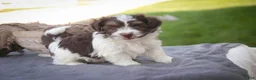 Havanese dogs for sale: Sherlock Havanese  - Ad 12