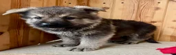 Mixed Breed dogs for sale: Mini Fenn  - Ad 3
