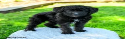 Mixed Breed dogs for sale: Michael - Ad 3