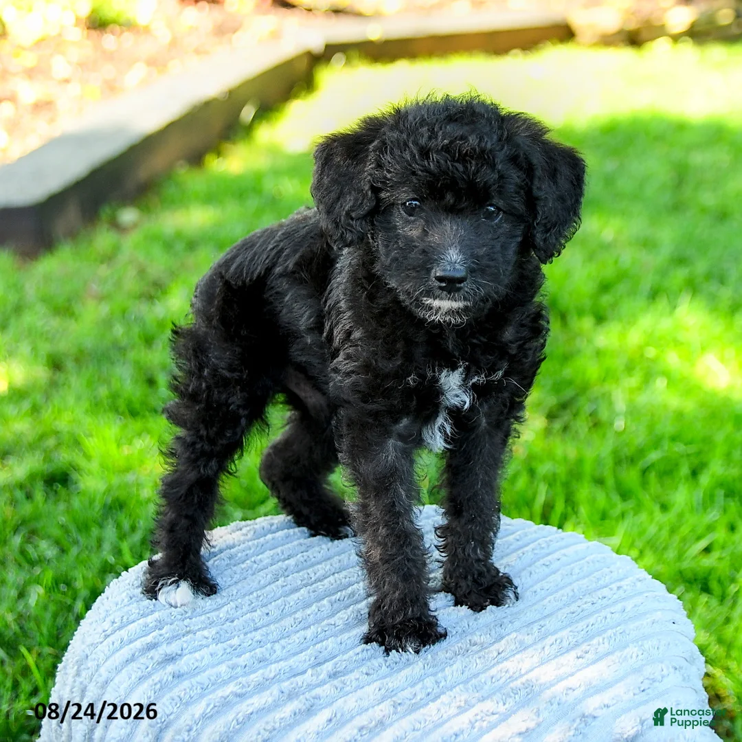 Mixed Breed dogs for sale: Michael - Ad 3