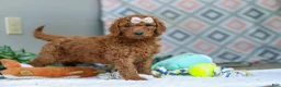 Goldendoodle dogs for sale: Ivy - Ad 4