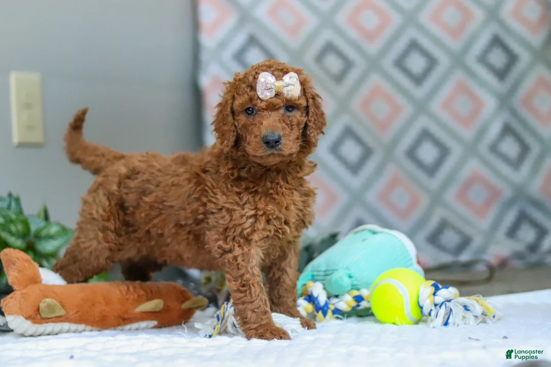 Goldendoodle dogs for sale: Ivy - Ad 4