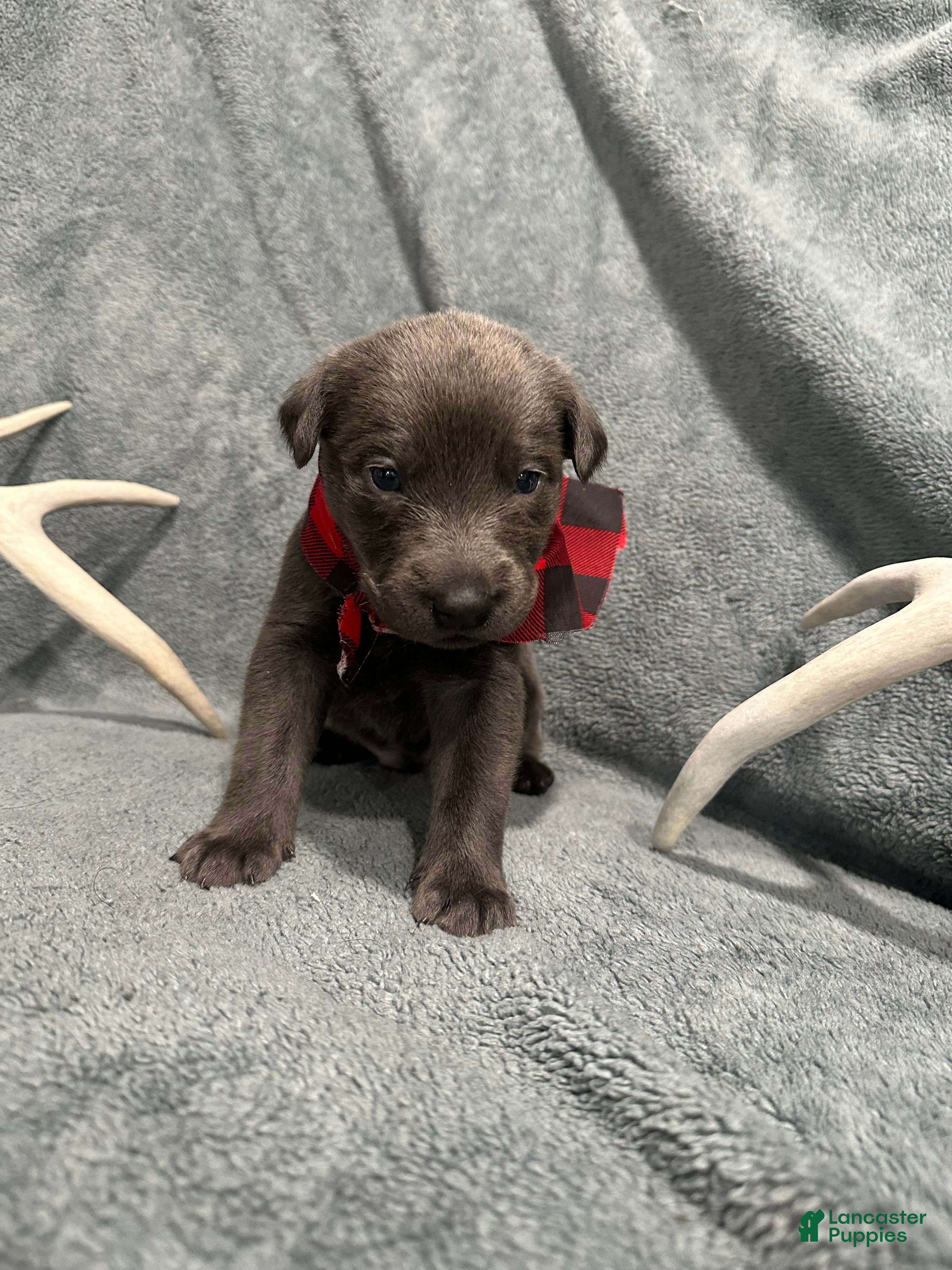 Labrador Retriever dogs Ash  - Ad 34