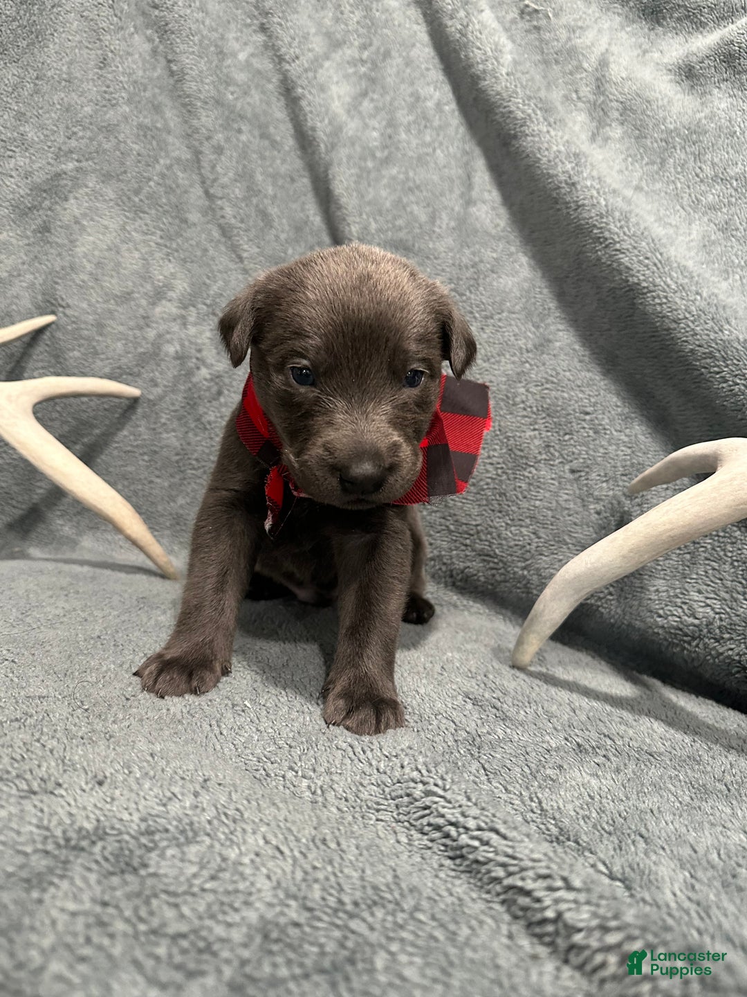 Labrador Retriever dogs for sale: Ash  - Ad 1