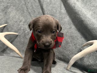 Labrador Retriever dogs Ash - Ad 40