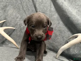 Labrador Retriever dogs Ash - Ad 25