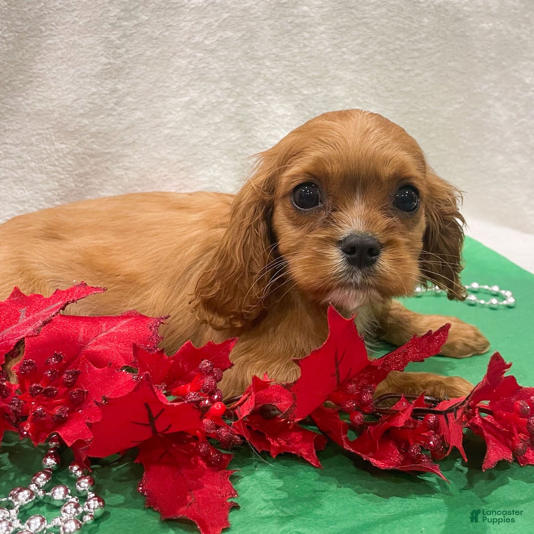 Cavalier King Charles Spaniel dogs for sale: Eddi - Ad 1
