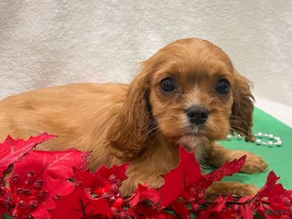 Cavalier King Charles Spaniel dogs Eddi - Ad 20