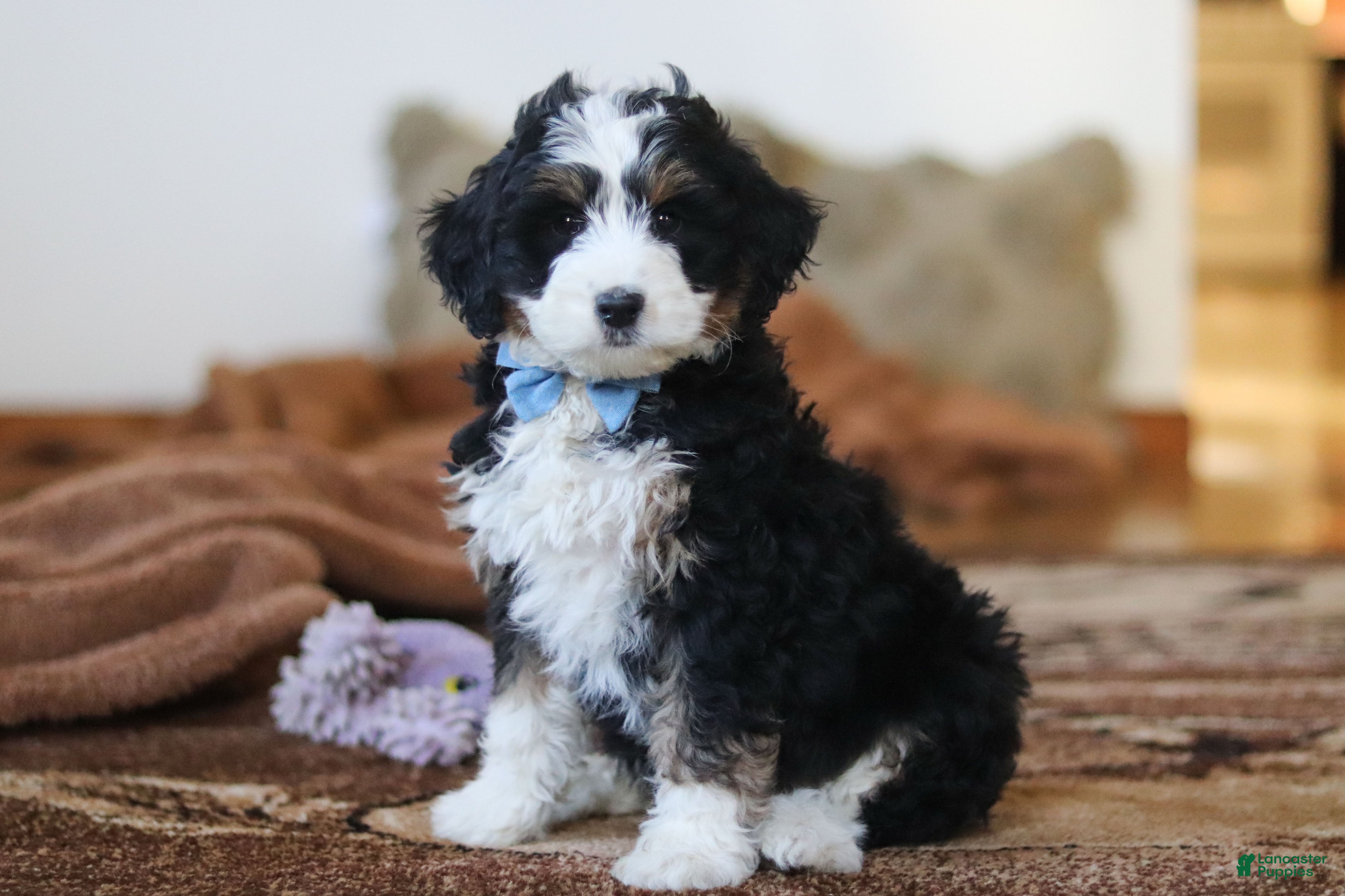 Mini Bernedoodle dogs for sale: Liam - Ad 2