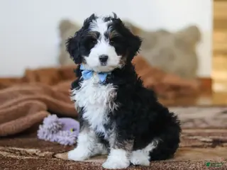 Mini Bernedoodle dogs for sale: Liam - Ad 2