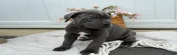 Cane Corso dogs for sale: Bruno - Ad 5