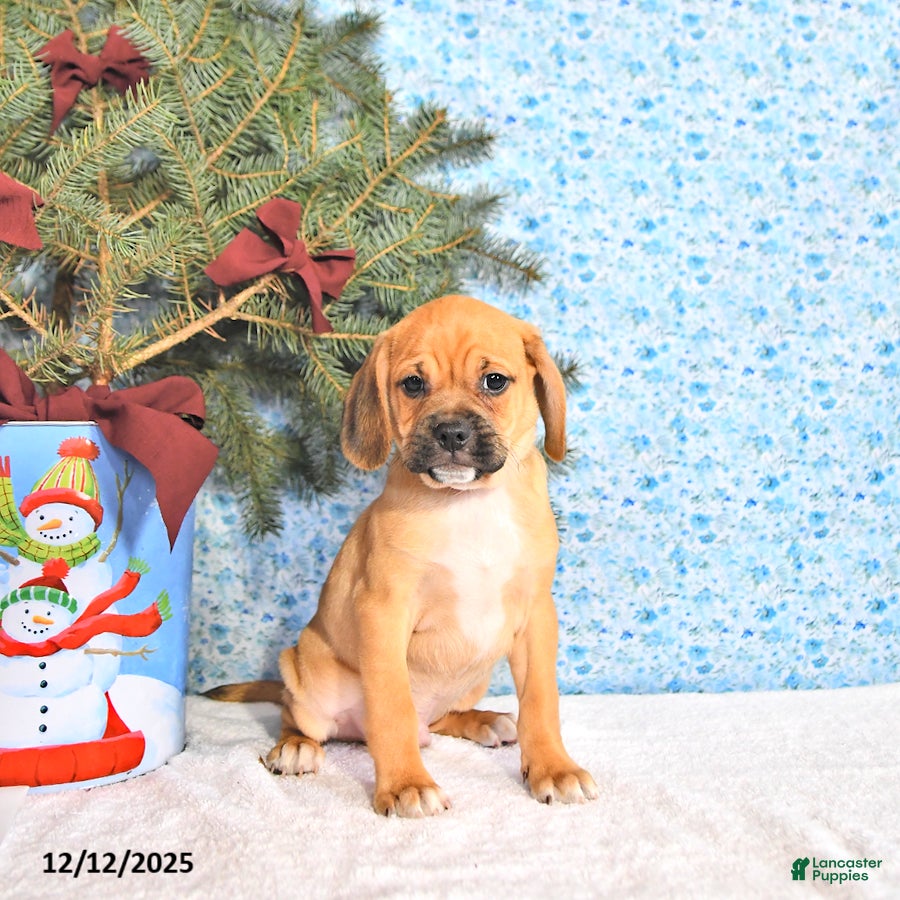Puggle dogs Jesito - Ad 1