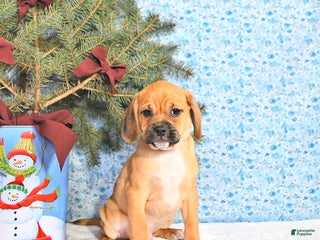 Puggle dogs Jesito - Ad 36