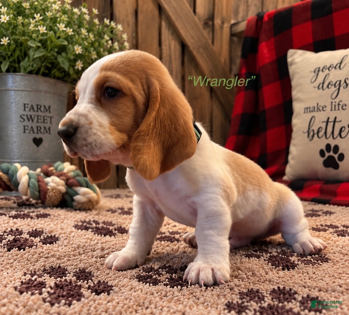 Basset Hound dogs Wrangler - Ad 1