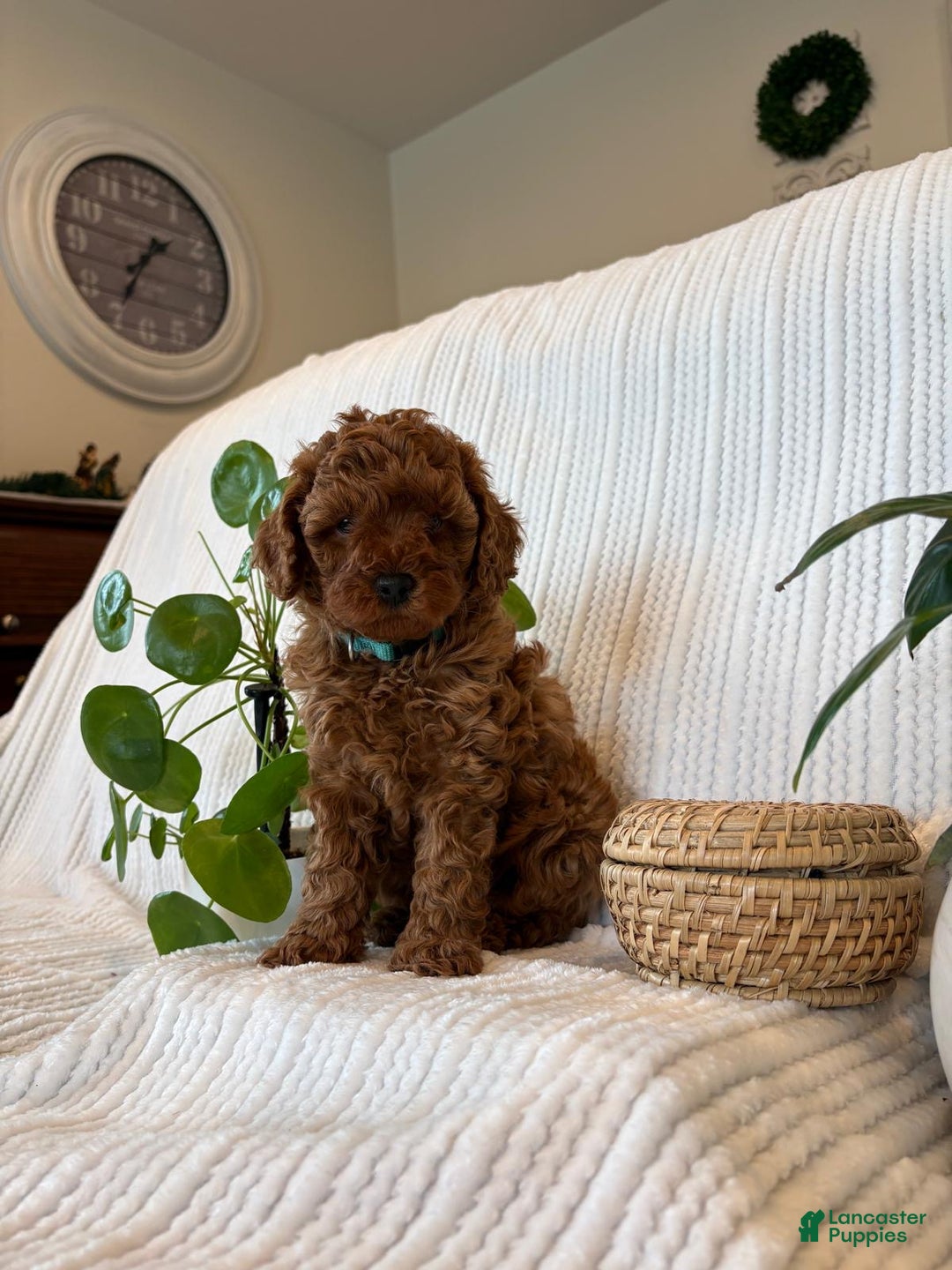 Cavapoo dogs for sale: Cavapoo Puppy 2 (Camo) - Ad 3