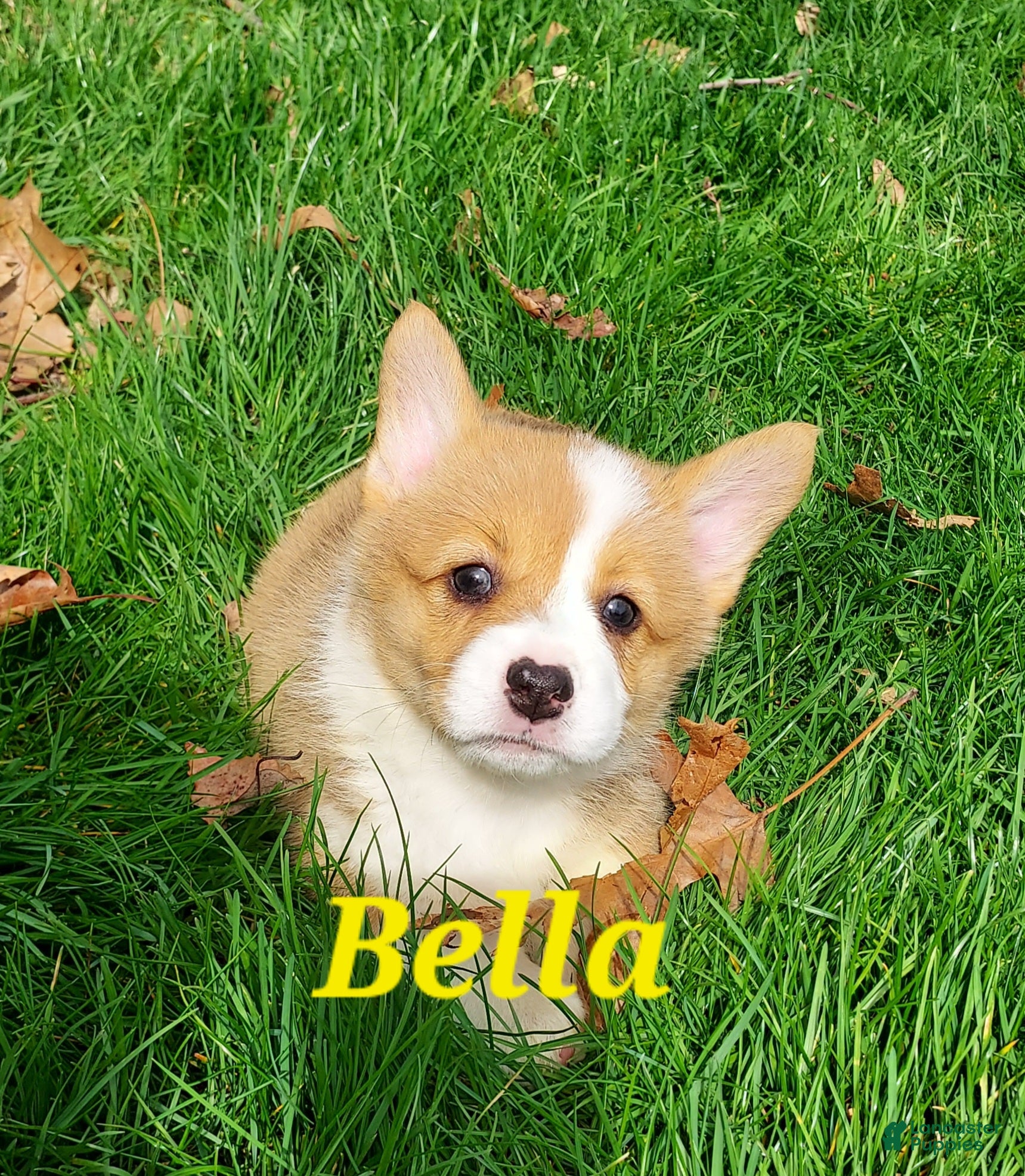 Welsh Corgi Pembroke dogs Welsh Corgi Pembroke Puppy 5 - Ad 1