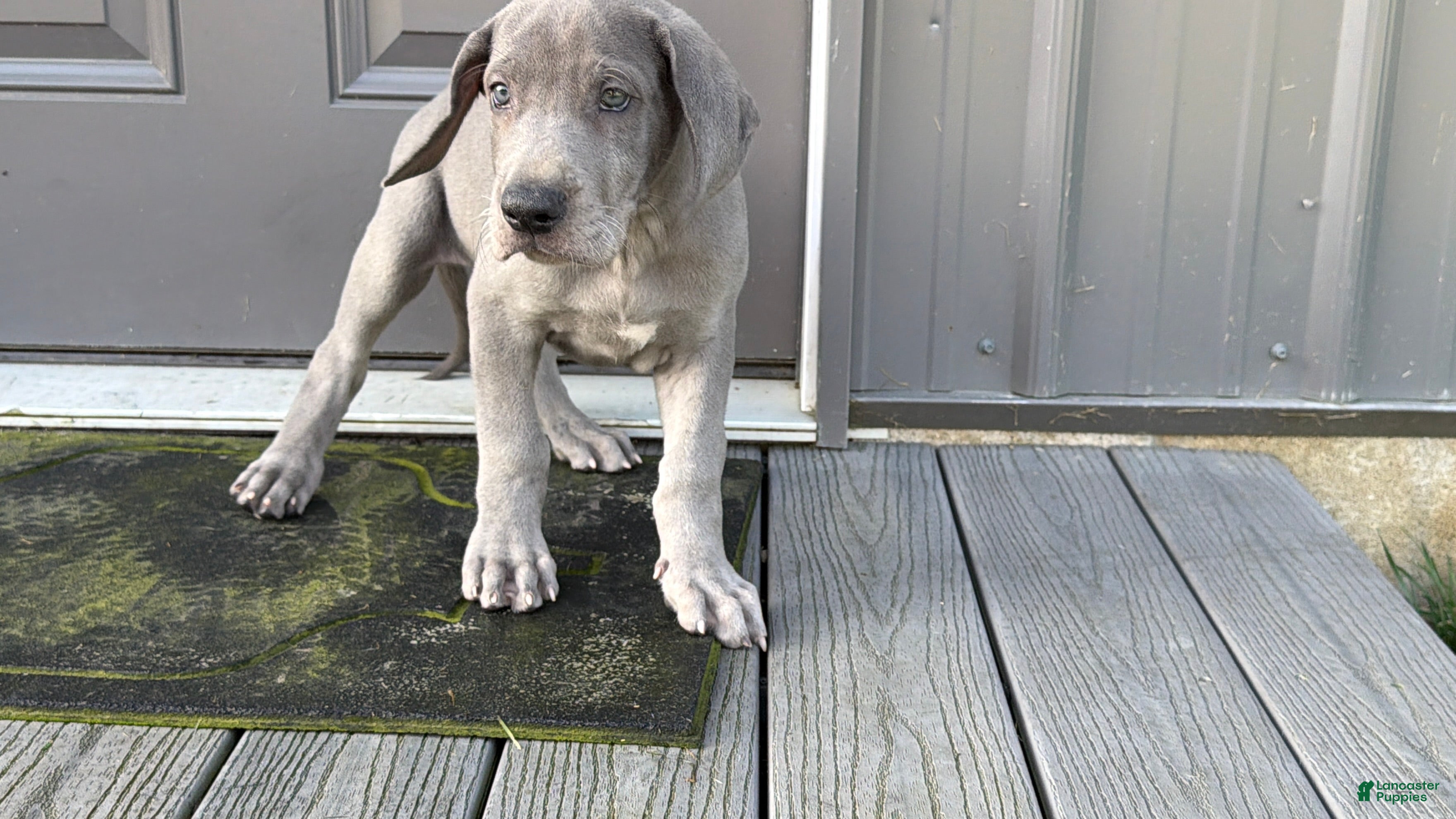 Great Dane dogs Larry - Ad 2