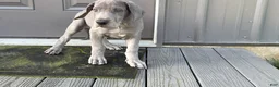 Great Dane dogs for sale: Larry - Ad 2
