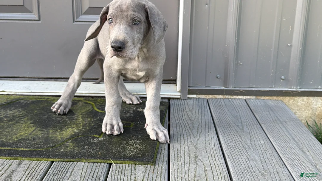 Great Dane dogs for sale: Larry - Ad 2