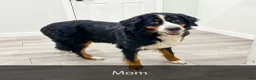 Mini Bernedoodle dogs for sale: Ruby - Ad 9