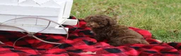 Toy Poodle dogs for sale: Lacey - Ad 4