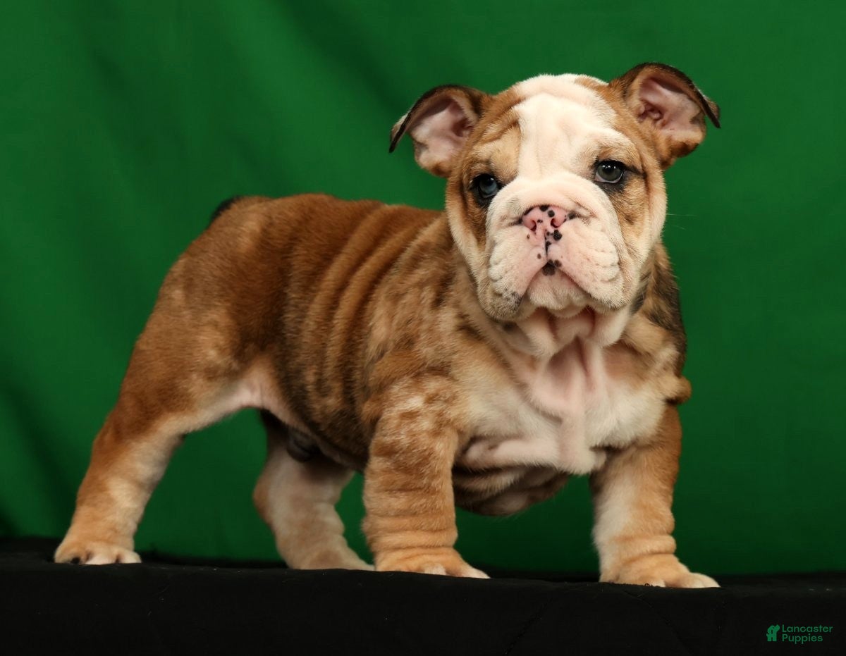 English Bulldog dogs Diesel - Ad 1