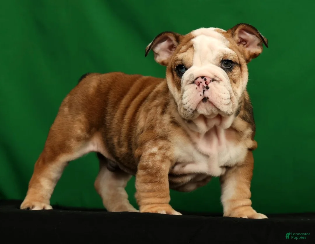 English Bulldog dogs for sale: Diesel - Ad 1