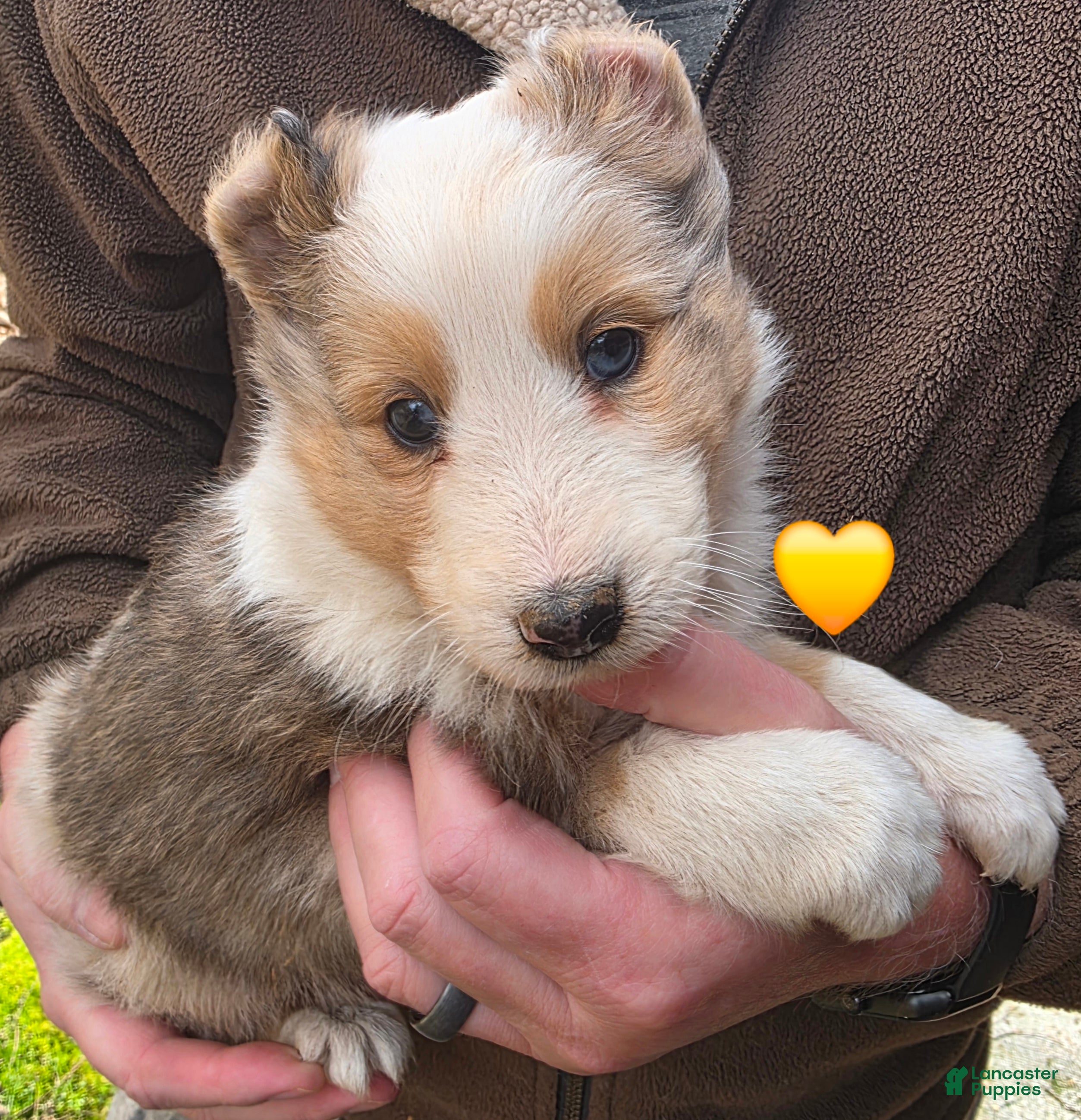 Shetland Sheepdog dogs Shetland Sheepdog Puppy 4 - Ad 8